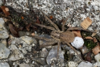 La Lycose tarentuline ou Tarentule radie ou Fausse tarentule ou encore Hogna raye. Une femelle et sa progniture (Araneae - Lycosidae - Hogna radiata)